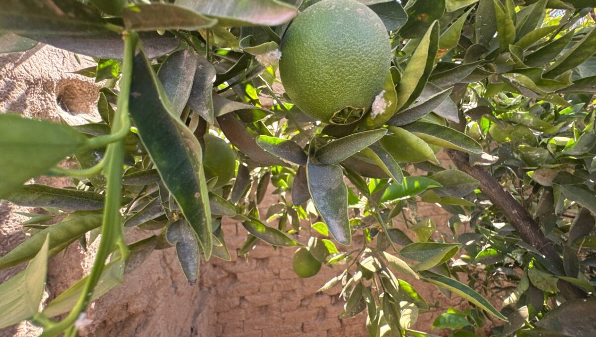 Condell475Vicuña_20260306_162451_239 de tamaño grande