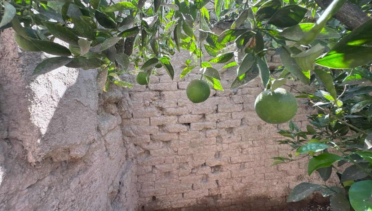 Condell475Vicuña_20260306_162454_091 de tamaño grande