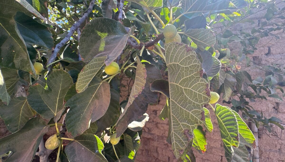 Condell475Vicuña_20260306_162505_880 de tamaño grande